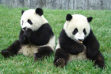 Τα περιττώματα των panda κάνουν το καλύτερο… τσάι!
