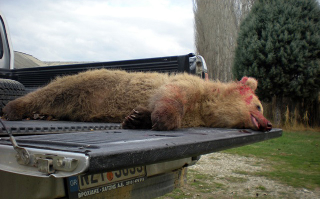 Νεκρή και άλλη αρκούδα από τροχαίο στη Φλώρινα