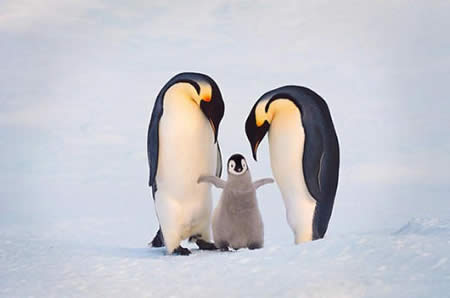 Αγχώνονται με την ανθρώπινη παρουσία οι πιγκουίνοι
