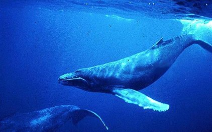 Μπορούν οι φάλαινες να προβλέψουν τους σεισμούς;