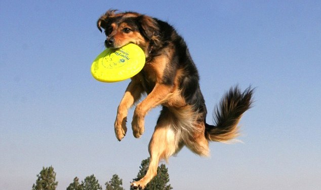 Πρωταθλήτρια στο frisbee σκυλίτσα με τρία πόδια