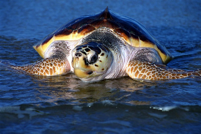 Στο φυσικό τους περιβάλλον δύο Caretta Caretta