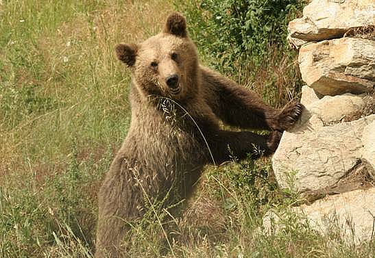 Νέο τροχαίο με θύμα νεαρή αρκούδα στην Εγνατία