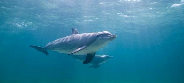 Δελφίνια επιστρατεύει το αμερικανικό Ναυτικό