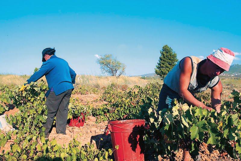 Πρόγραμμα για την προώθηση της σταφίδας