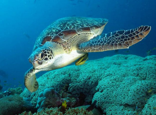 Απελευθέρωση θαλάσσιας χελώνας στην Κρήτη
