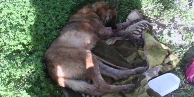 Πυροβόλησε λυκόσκυλο και το άφησε να πεθάνει