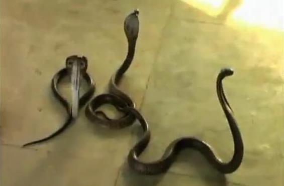 Ινδοί εφοριακοί ζήτησαν «φακελάκι» και πήραν&#8230; φίδια