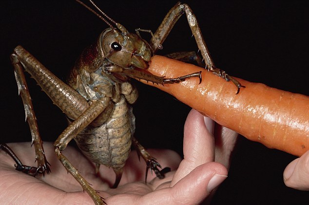 Το μεγαλύτερο έντομο του κόσμου ζει στη Νέα Ζηλανδία