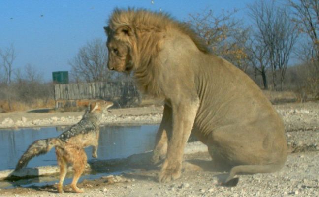 Ατρόμητο τσακάλι… τα «έβαλε» με το βασιλιά της ζούγκλας