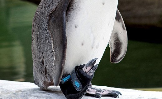 Παπούτσι για πιγκουίνους