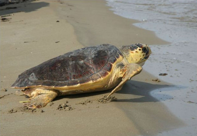 Επιστροφή στο νερό για δυο χελώνες Caretta Caretta