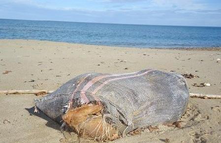 Έπνιξαν σκυλί και το πέταξαν στη θάλασσα