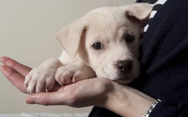 Φροντίζουν τα αδέσποτα εθελοντές κτηνίατροι