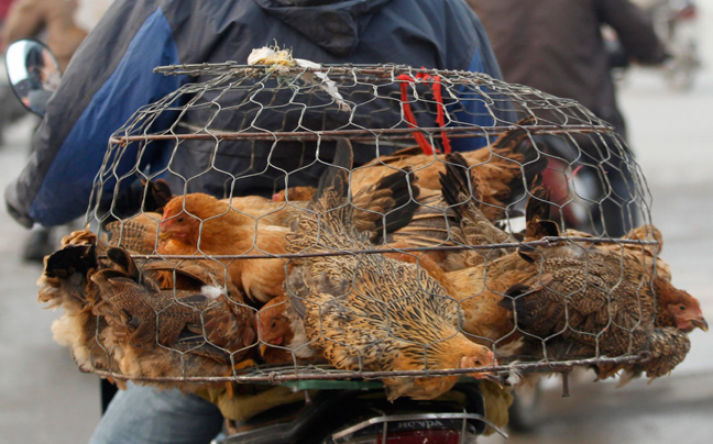 Το κρούσμα γρίπης των πτηνών δεν οφείλεται στον H5N1