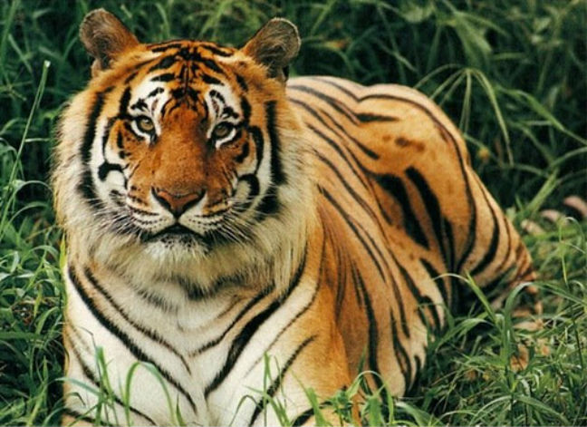 Νεκρή υπάλληλος ζωολογικού κήπου από επίθεση από τίγρη