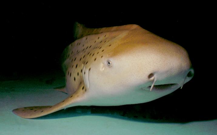 Θηλυκός καρχαρίας γεννά χωρίς να έχει ποτέ ζευγαρώσει!