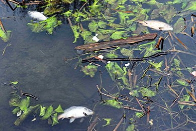 Γέμισε πάλι νεκρά ψάρια ο υγρότοπος στο Κεφαλόβρυσο