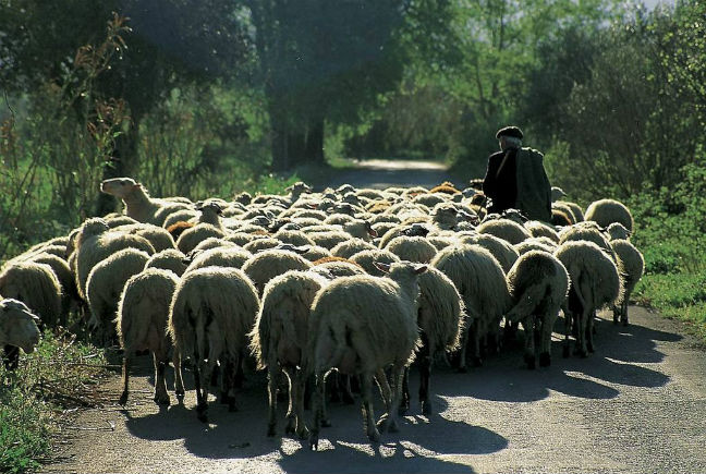Πρόβατα ειδοποιούν το βοσκό τους αν τα κλέψουν!