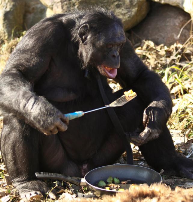 Πυγμαίος χιμπατζής μαγειρεύει και τρώει σαν άνθρωπος
