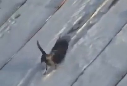 Κοράκι… snowboarded