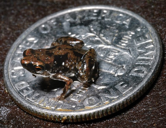 Το μικρότερο σπονδυλωτό ζώο είναι ένας βάτραχος!