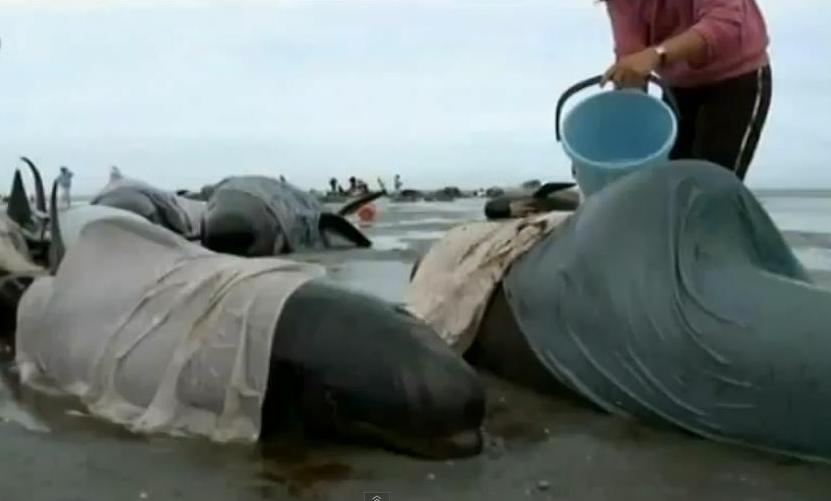 Αυξάνεται ο αριθμός των νεκρών φαλαινών στη Ν. Ζηλανδία