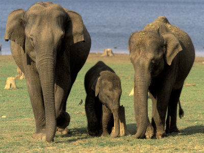 Σκοτώνουν ελέφαντες για να πάρουν τους χαυλιόδοντες