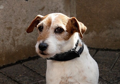 O Uggie βγαίνει στη σύνταξη