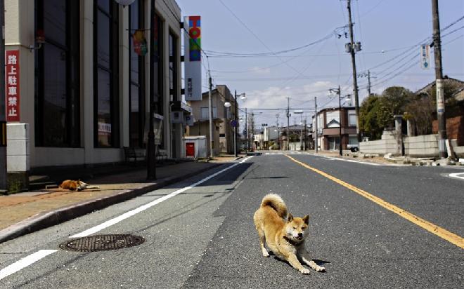Εγκαταλείφθηκαν στην τύχη τους τα κατοικίδια της Φουκουσίμα