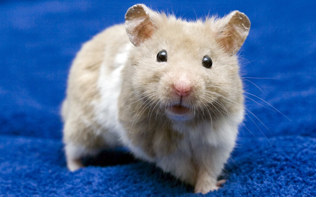 Τροποποίησαν γενετικά ποντίκια για να… «τραυλίζουν»