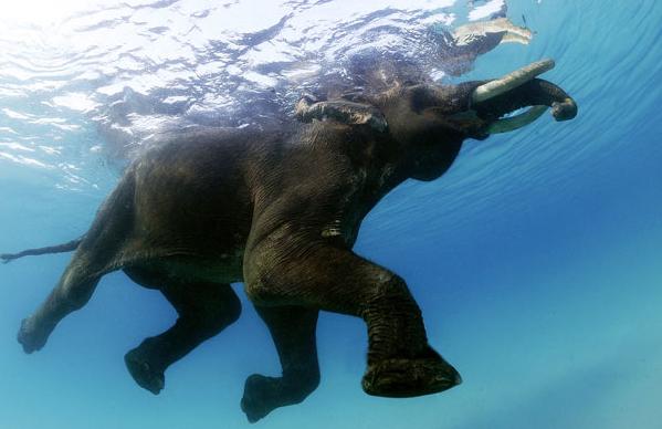 Ο «συνταξιούχος» ελέφαντας που βουτά στον Ινδικό ωκεανό