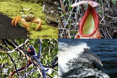 Τα είδη ζώων και φυτών που ανακαλύφθηκαν το 2011