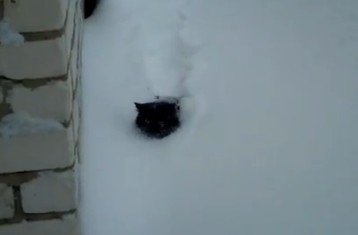Γάτα στο χιόνι