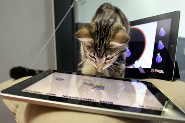 Παιχνίδι στο iPad αποκλειστικά για&#8230; γάτες!