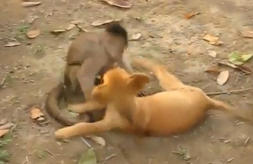 Κουτάβι εναντίον μαϊμούς