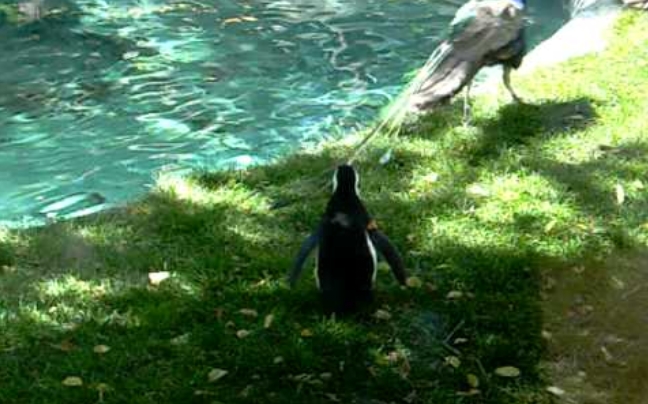 Πιγκουίνος πειραχτήρι