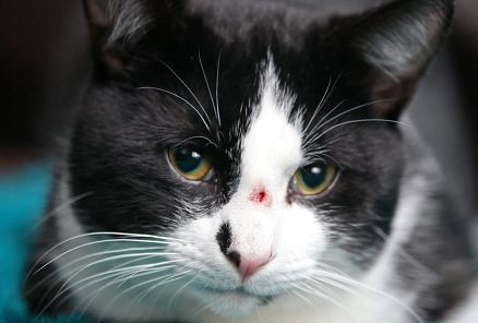 «Άρρωστος» πυροβόλησε γάτα με αεροβόλο