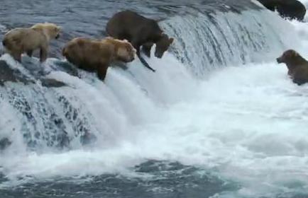 Το «ψάρεμα» των αρκούδων