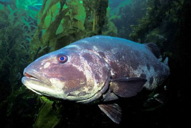 Ένα στα δέκα θαλάσσια είδη κινδυνεύει με εξαφάνιση στον Ειρηνικό
