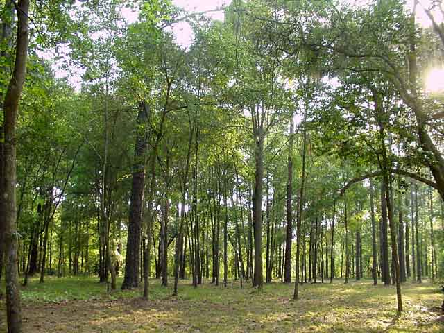 Υπεγράφησαν 46 μέτρα για την προστασία των δασών