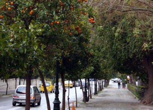 Γλυκό του κουταλιού από τις νεραντζιές της Αθήνας