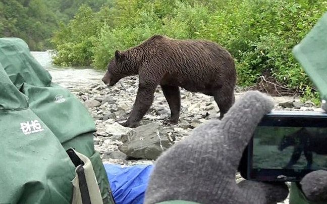 «Εξαφανίζονται» οι πληγές των αρκούδων στο χειμέριο ύπνο