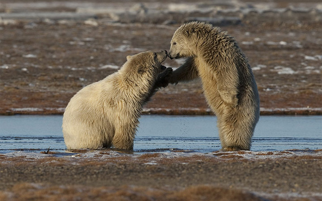 Η ζωή των πολικών αρκούδων σε εικόνες