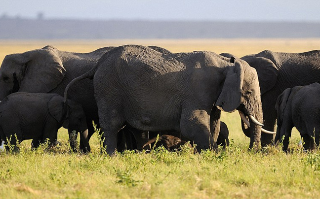 Λαθροκυνηγοί σκοτώνουν ελέφαντες με υδροκυάνιο
