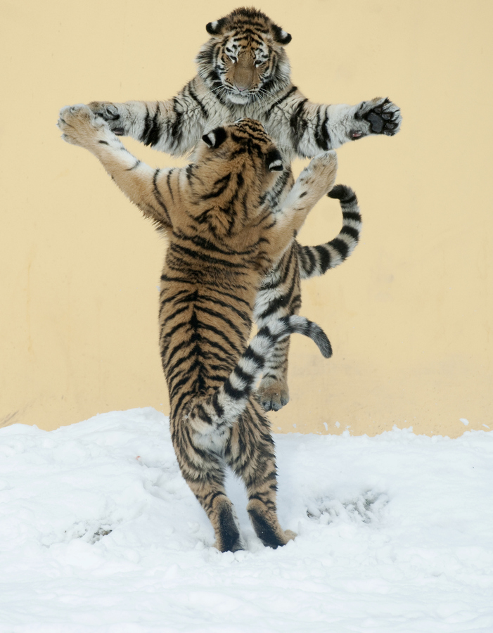 Όταν οι τίγρεις χορεύουν