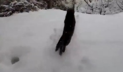 Η γάτα που λατρεύει το χιόνι