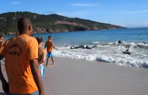 Εντυπωσιακή διάσωση δελφινιών