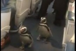 Οι πιγκουίνοι ταξιδεύουν πρώτη θέση