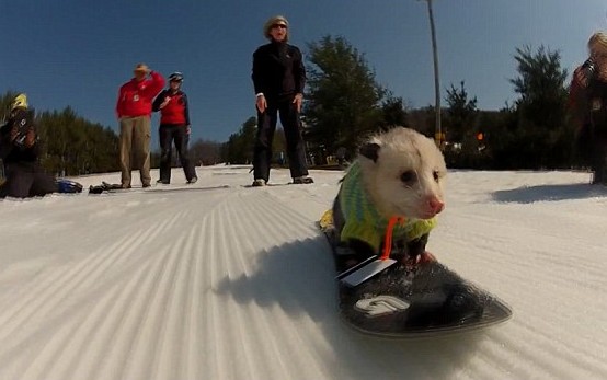 Ρατατούης, το οπόσουμ που κάνει snowboard